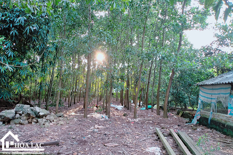 1136-doi-vua-son-dong (4) 1136 doi vua son dong 4