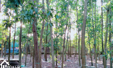 209m dong trang co dong 6