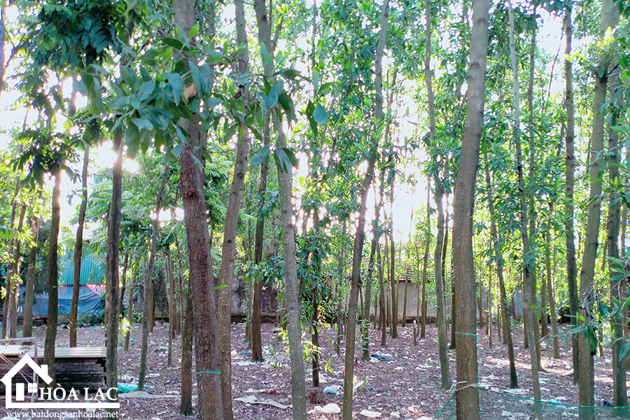 209m-dong-trang-co-dong (6) 209m dong trang co dong 6