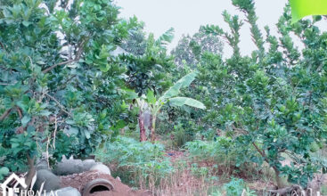 308m2 thon7 tan xa thach that 2