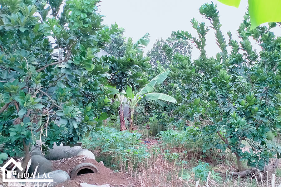 308m2-thon7-tan-xa-thach-that (2) 308m2 thon7 tan xa thach that 2