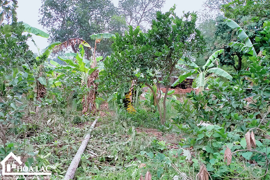 308m2-thon7-tan-xa-thach-that (5) 308m2 thon7 tan xa thach that 5