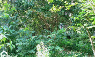 465 dong trang co dong 6