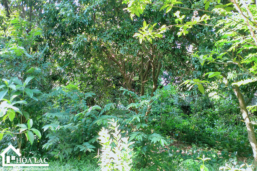 465-dong-trang-co-dong (6) 465 dong trang co dong 6