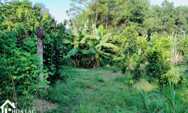 720 doi vua co dong 1