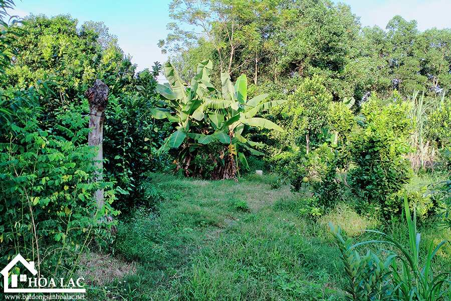 720-doi-vua-co-dong (1) 720 doi vua co dong 1