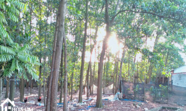 875 doi vua co song 1