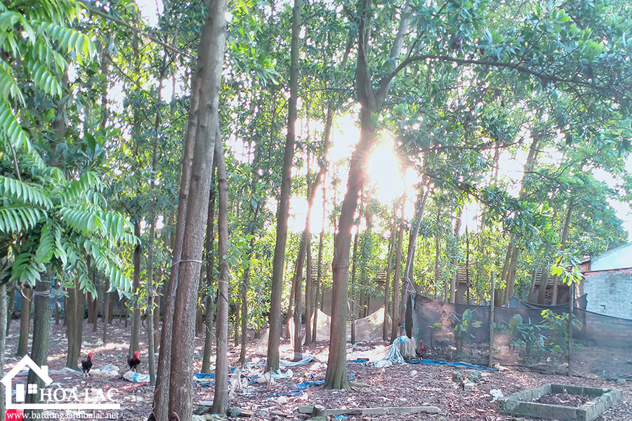 875-doi-vua-co-song (1) 875 doi vua co song 1