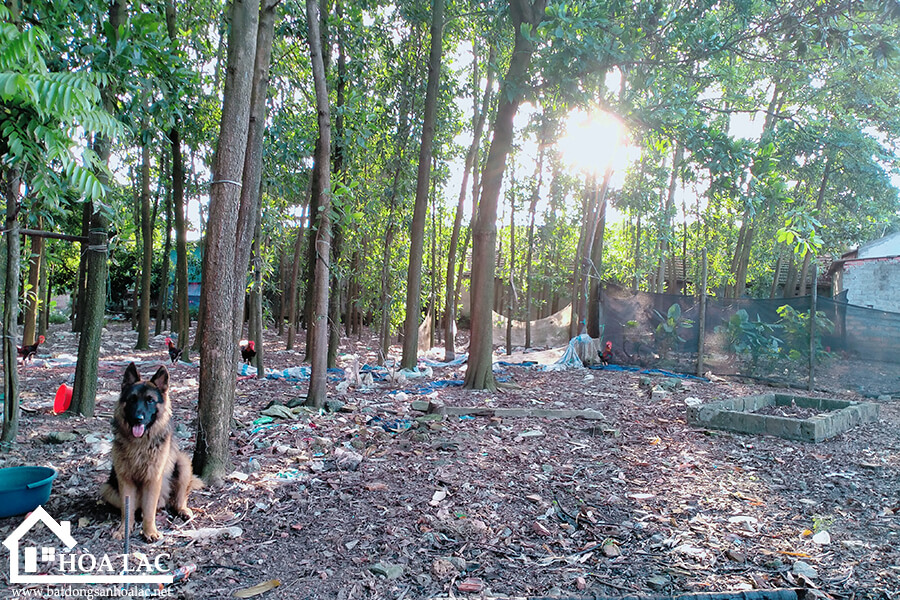 875-doi-vua-co-song (2) 875 doi vua co song 2