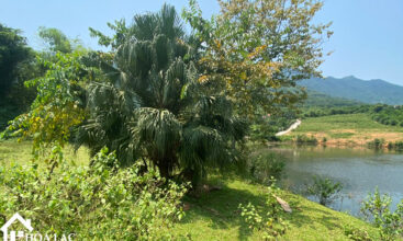 2592 co dung tien xuan 4