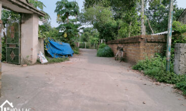 299m sen tri binh yen 2