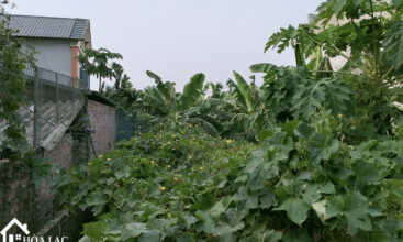 299m sen tri binh yen 3