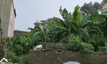 299m sen tri binh yen 4