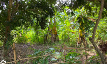 900m2 go me tien xuan 1