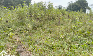 860 thon duc tien xuan 5