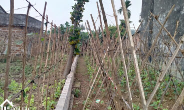 202m2 la gian co dong 1