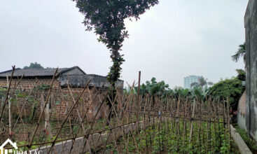 202m2 la gian co dong 2