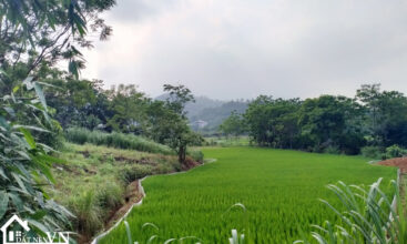 360 thon bai van hoa 6