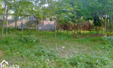 1682m2 xuan khanh xuan son ba vi 3