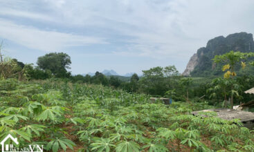 4000m2 trang giua tan phong hoa binh 7