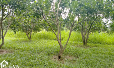 6499m2 xom khoang xuan thu kim boi hoa binh 4