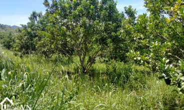 703m2 tan phong cao phong hoa binh 3