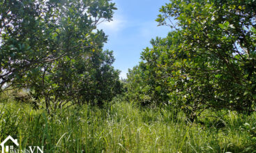 703m2 tan phong cao phong hoa binh 5