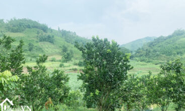 1600m2 tan phong cao phong hoa binh 4