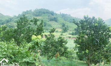 1600m2 tan phong cao phong hoa binh 6