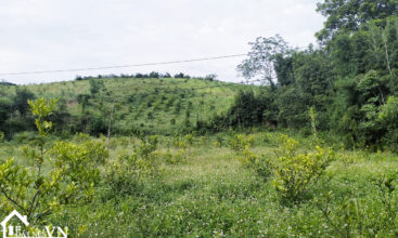 1860m2 hop phong cao phong hoa binh 3