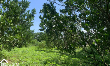 5148m2 nam phong cao phong hoa binh 4