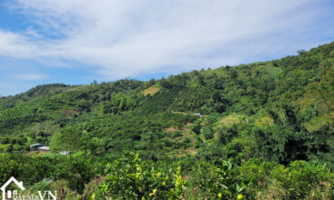 4833 hop phong cao phong hoa binh 4