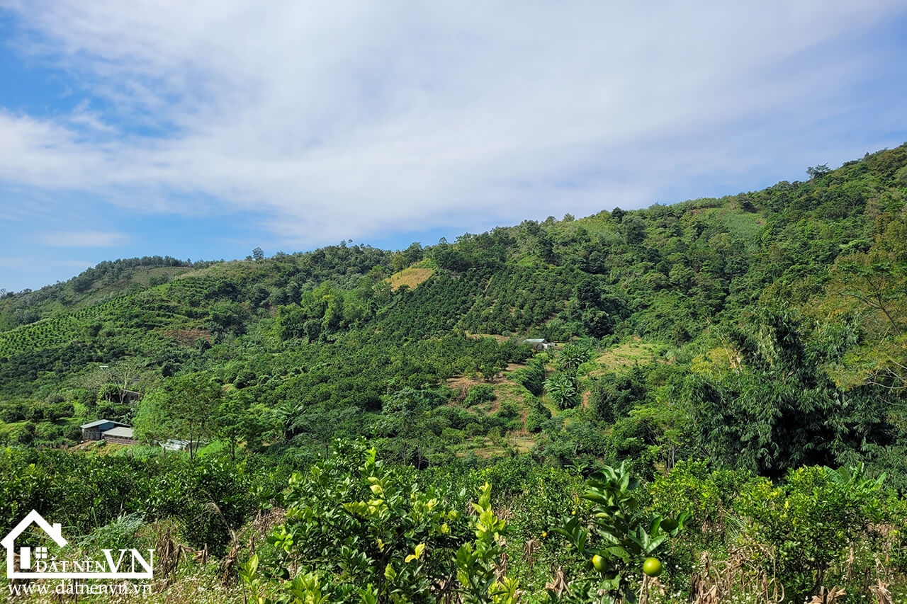 4833 hop phong cao phong hoa binh (4) 4833 hop phong cao phong hoa binh 4