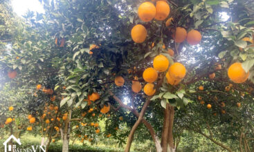 Lo Dat 6337m2 My Hoa Tan Lac 1