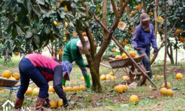 Lo Dat 6337m2 My Hoa Tan Lac 3