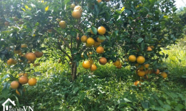 Lo Dat 6337m2 My Hoa Tan Lac 4