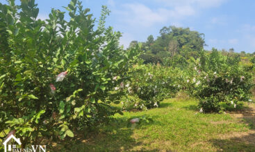 3913 Thu Phong Cao Phong Hoa Binh 5