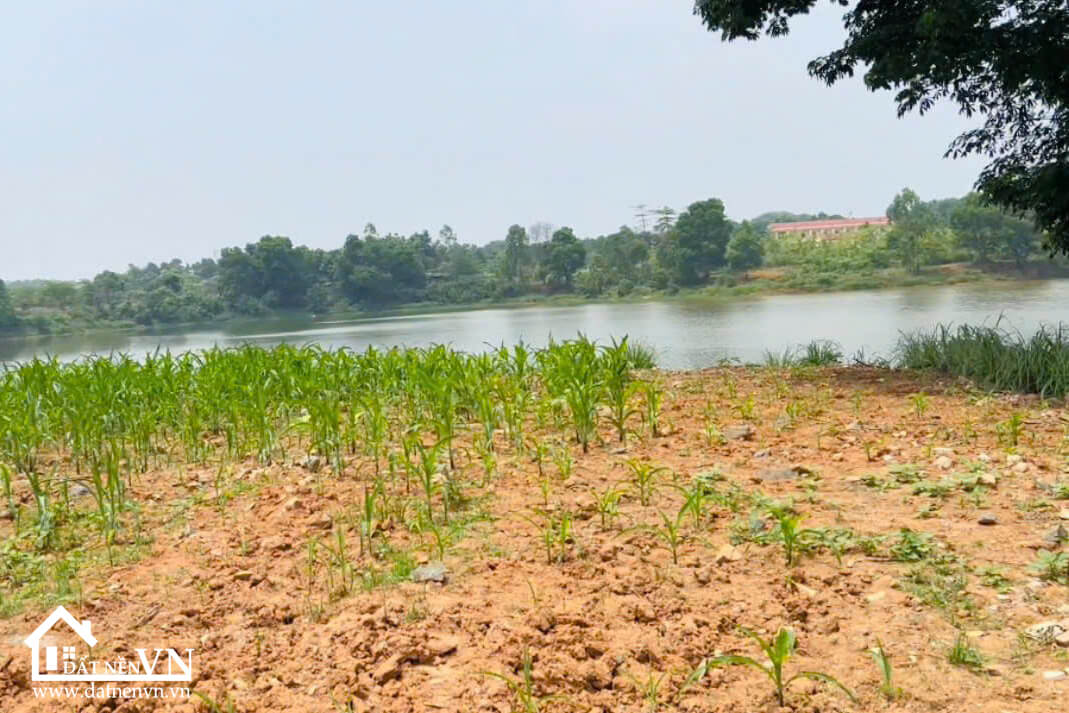 407 Hoa Truc Hoa Thach (3) 407 Hoa Truc Hoa Thach 3