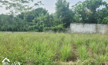 190 Hoa Truc Hoa Thach 1