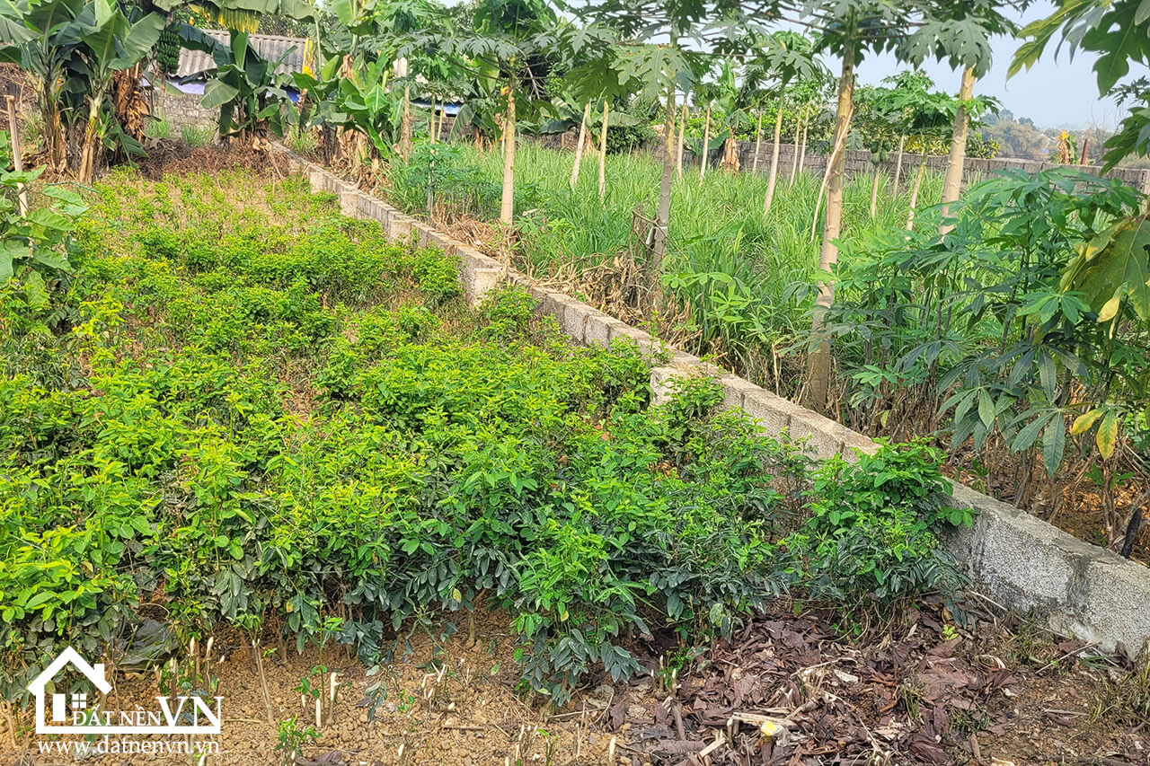 88.9m2 Hoa Truc Hoa Thach (4) 88.9m2 Hoa Truc Hoa Thach 4