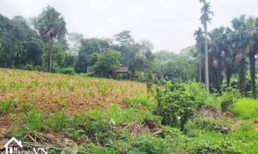 3288 Dat Minh Quang Ba Vi 2