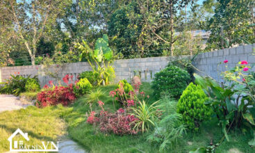 290 Thang Dau Phu Cat 6